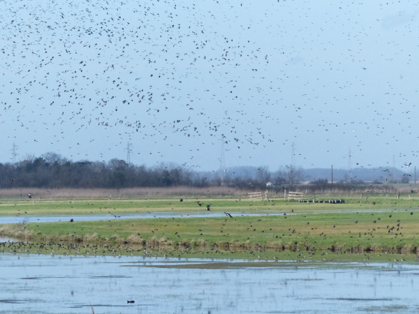 RNR Marais de la Vacherie